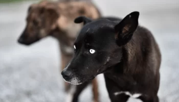 Cachorro com olhos estranhos nas fotos – Por que acontece?