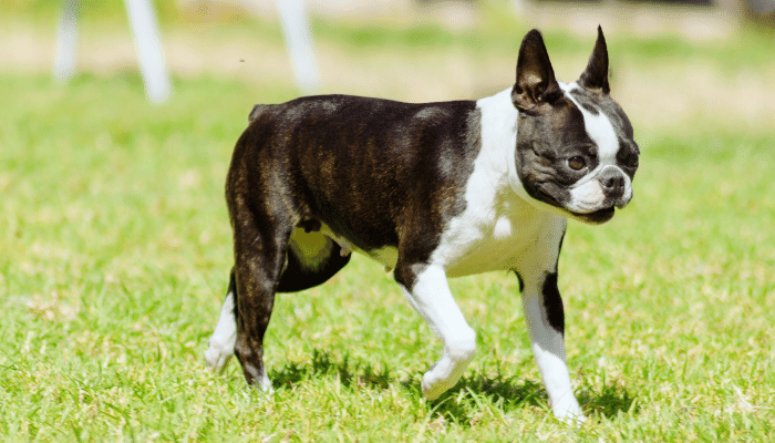 Cachorro mais fácil de cuidar – 3 raças para sua escolha!