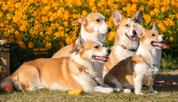 Cães de pernas curtas – Confira essas 3 raças para sua escolha!