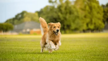 Cão Golden Retriever – Saiba mais sobre essa raça tão popular!