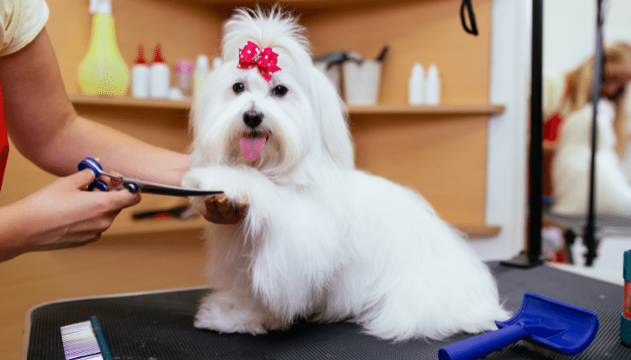 Cão Maltês – Descubra mais sobre esse pet gentil e sociável