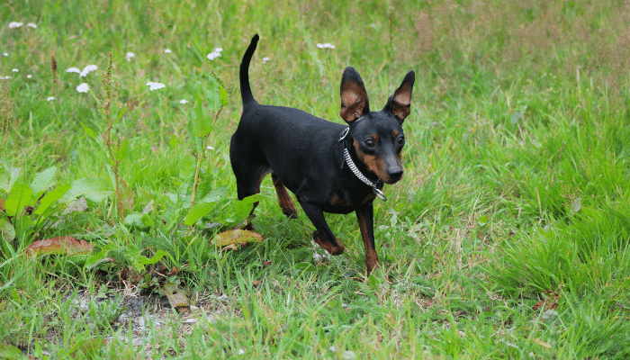 Cão Pinscher – Saiba mais sobre essa raça confiante e curiosa!