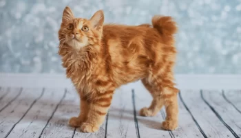 Gato American Bobtail – Saiba mais desse felino de cauda curta!