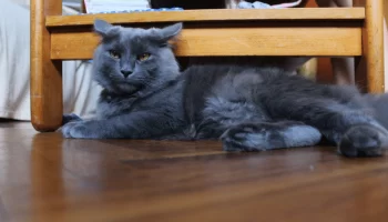 Gato Nebelung – Saiba mais sobre este felino de pelo longo!