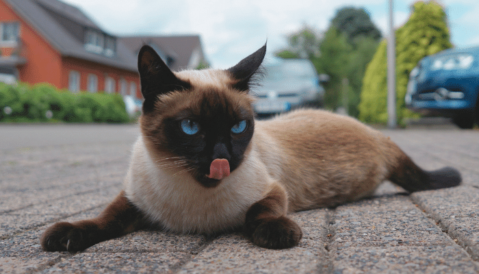 Gato Siamês – Carinhoso e elegante – Descubra mais sobre a raça