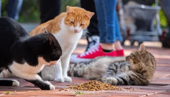 Gatos brigando. Como parar com isso? Descubra agora!