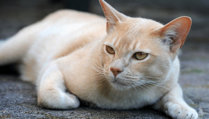 Gatos para apartamento – Descubra as 3 raças mais indicadas