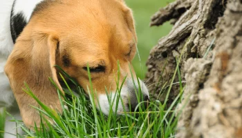 Mitos sobre cachorros – Mentiras que contaram para você