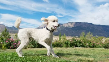 Caniche – Raça de cão famosa por sua elegância e inteligência