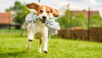 Cão Beagle – Saiba mais sobre esse companheiro enérgico