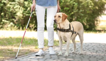 Cão-guia – Qualquer cachorro pode ser? Descubra agora!