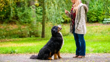 Ensinar seu cão melhora a relação – Confira essas 3 dicas simples!