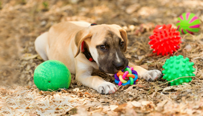 Quanto custa ter um cachorro? Confira algumas das despesas!