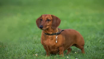 Cão Dachshund – Descubra mais sobre o famoso Salsichinha!