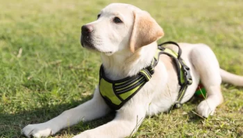 Cão Labrador – Descubra mais sobre essa raça