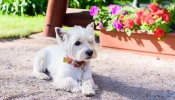 Cão Shorkie – Confira algumas características dessa raça híbrida!