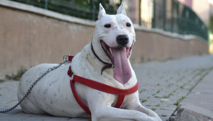 Dogo Argentino - Saiba mais sobre este excelente cão de guarda!