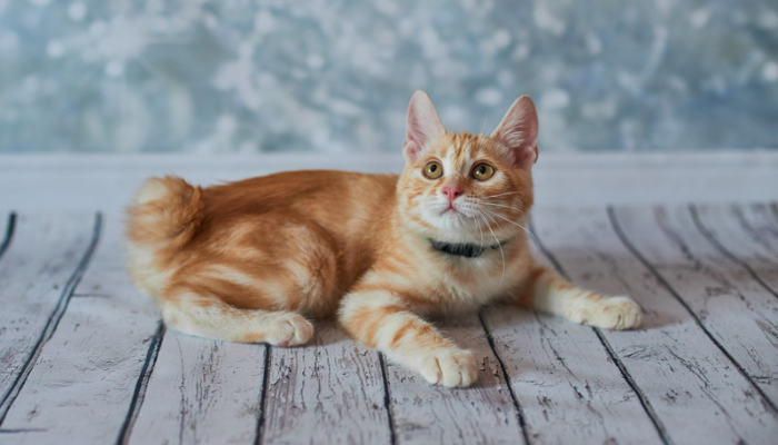 Gato American Bobtail - Saiba mais sobre essa raça!