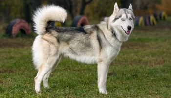 Cão Husky Siberiano – Saiba mais sobre essa raça tão popular!