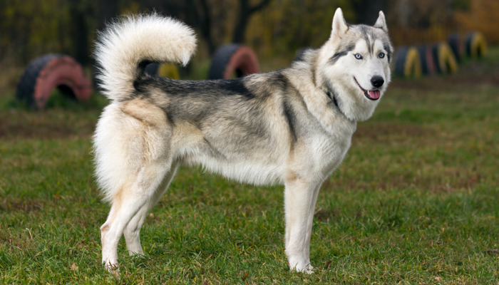 Husky Siberiano - Saiba mais sobre essa raça tão popular!