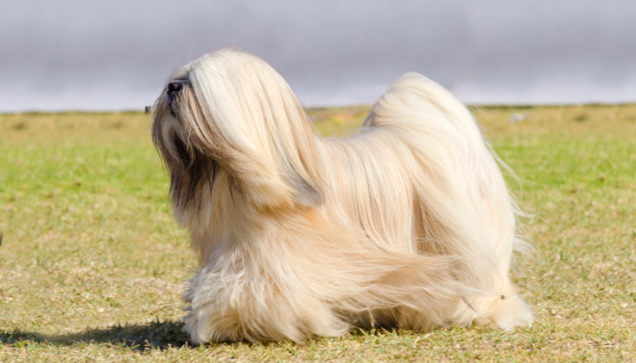 Lhasa Apso - Descubra mais sobre essa raça de cachorro!