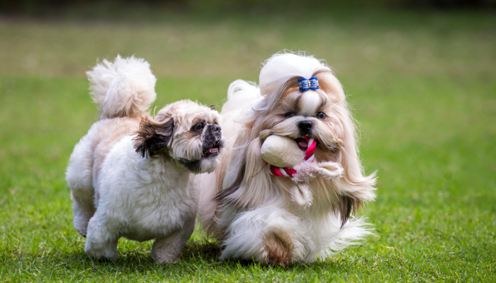 Shih Tzu e Lhasa Apso - Confira as principais diferenças agora!