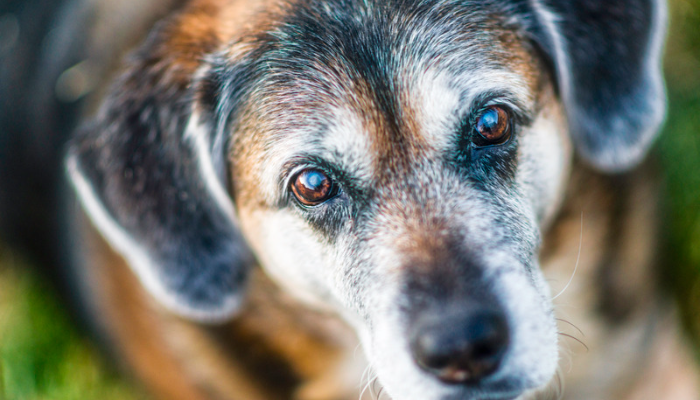 Visão do cachorro - 3 curiosidades que você nem imagina!