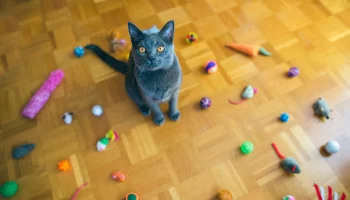 Brinquedos para pets – Quais os melhores para entreter