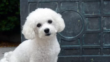 Cachorro Bichon Bolonhês – Saiba mais sobre essa raça