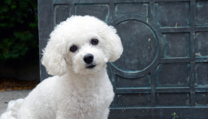 Cachorro Bichon Bolonhês - Saiba mais sobre essa raça