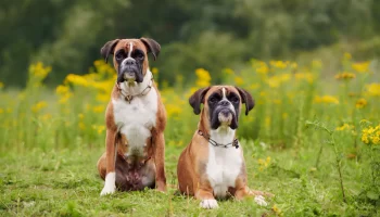 Cachorro Boxer – Descubra mais sobre essa raça