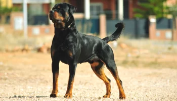 Cachorro Rottweiler – Descubra mais dessa raça forte e imponente