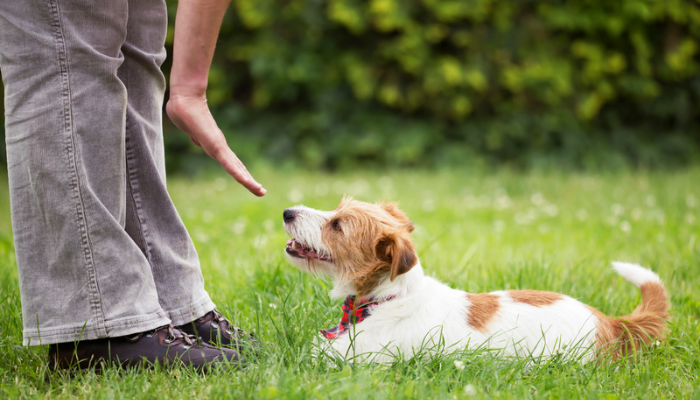 Comandos básicos - Como ensinar ao seu pet? Descubra agora!