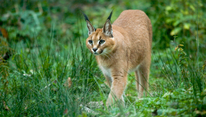 Gato Caracal - Saiba mais sobre essa raça caçadora ágil e forte