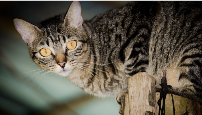 Pelo Curto Brasileiro – Saiba mais sobre essa raça de gato