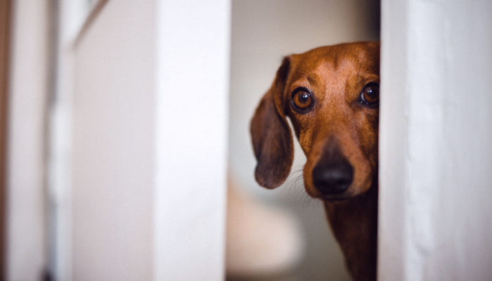 Preparar a casa para o novo pet - O que é preciso? Saiba agora!