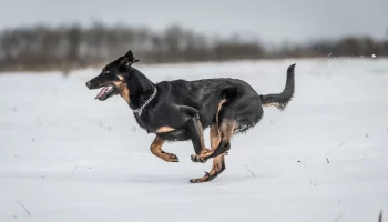 Cachorro Beauceron – Saiba mais sobre esta raça de grande porte