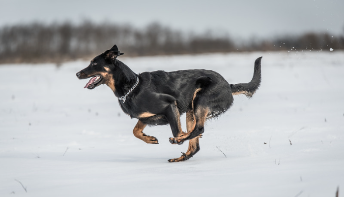 Cachorro Beauceron - Saiba mais sobre esta raça de grande porte