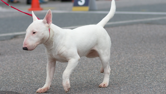 Cachorro Bull Terrier -Saiba mais sobre essa raça protetora