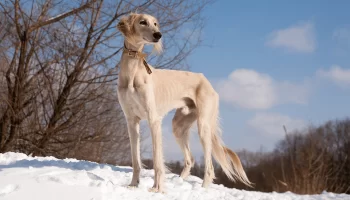 Cachorro Saluki – Descubra mais sobre essa raça