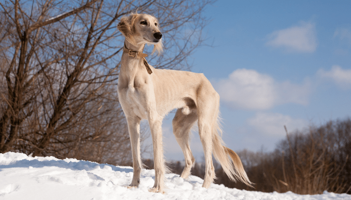 Cachorro Saluki - Descubra mais sobre essa raça