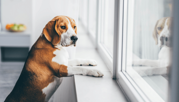 Pet sozinho em casa - Os perigos dessa prática tão comum