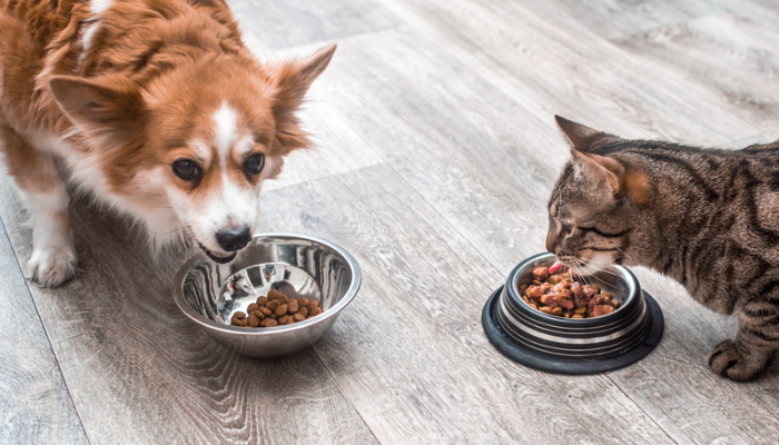 Ração certa para seu pet - Confira agora como escolher