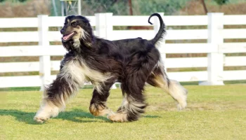 Afghan Hound – Saiba mais sobre os cachorros dessa raça