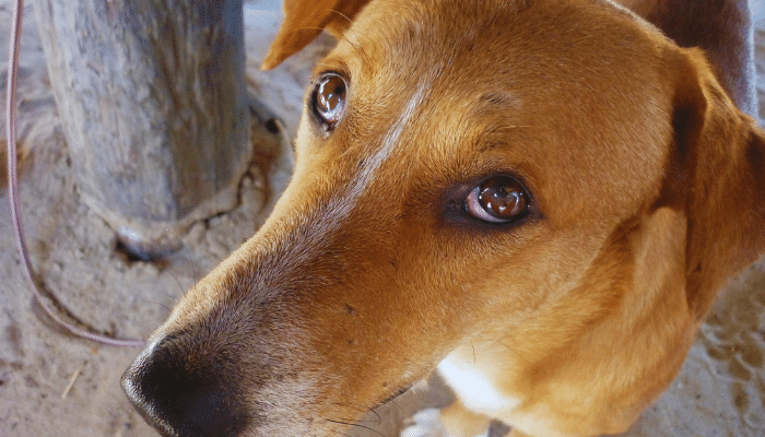 Cachorro Askal – Descubra mais sobre essa raça das Filipinas