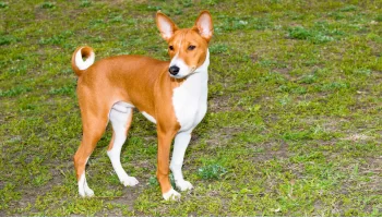 Cachorro Basenji – Saiba mais sobre essa raça que não late