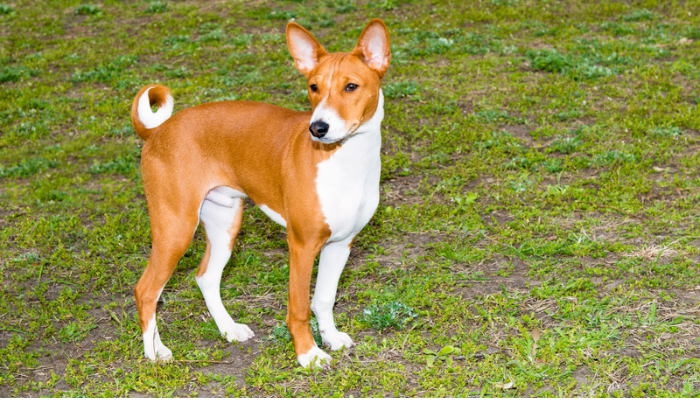 Cachorro Basenji - Saiba mais sobre essa raça que não late