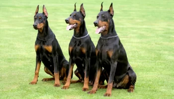 Doberman – Saiba mais sobre esse cachorro forte e inteligente