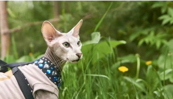 Gato Peterbald – Saiba mais sobre essa raça independente