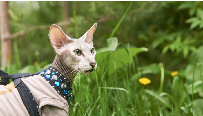 Gato Peterbald - Saiba mais sobre essa raça independente